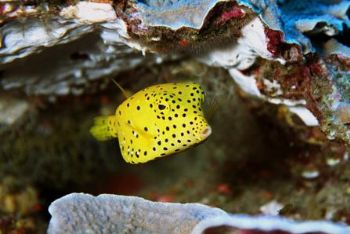 Juvenile Yellow Boxfish: Similin Islands, Thailand. by Matthew Timberger 